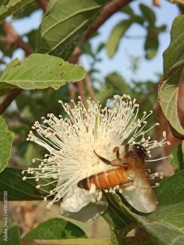 Honey Bee collect nectar and pollen from guava flower.honey Bee pollinate Podium guajava flower.Honey Bee on white flower  photo