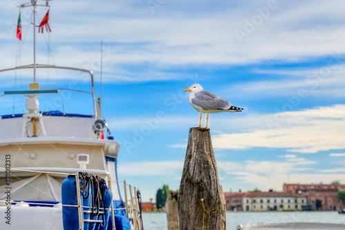 A seagull on the pier in Venice, Italy