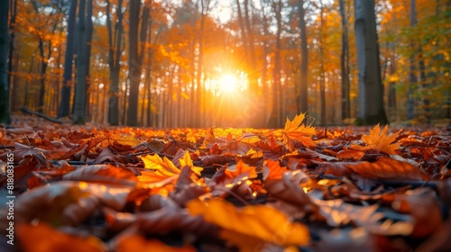 A forest floor covered in autumn leaves with a sun shining through the trees