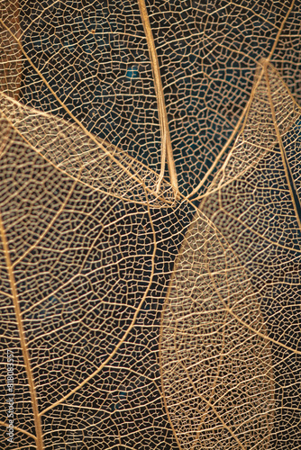 macro photography, natural plant background in the form of a skeletonized leaf of light beige color, close up