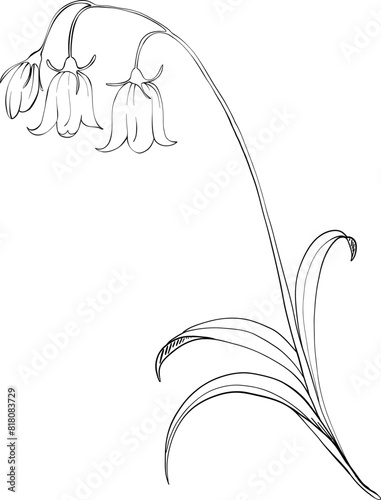 Bluebell Flower Line Art