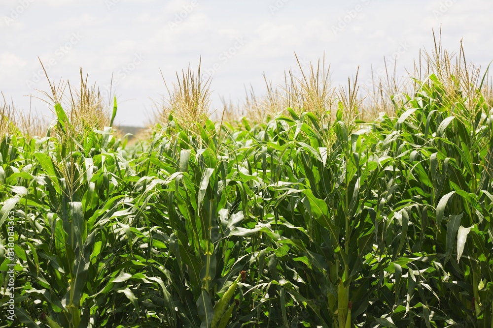 Cornfield Cornfield