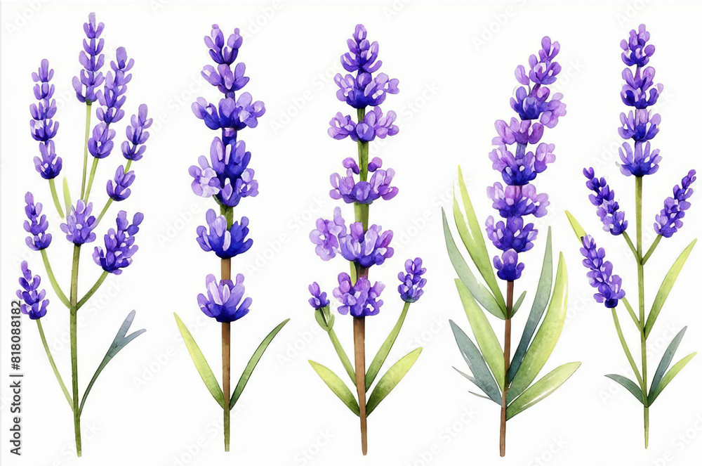 Lavender twigs in watercolor style on a white background. Lavender twigs in watercolor style on a white background.