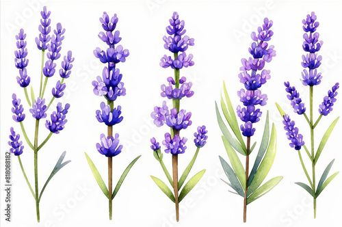 Lavender twigs in watercolor style on a white background.