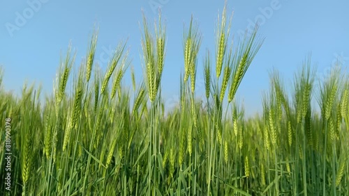 green grass on blue sky background