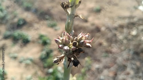close up of a branch of a tree 