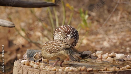 Two Crested Francolins drinking in waterhole in Kruger National park, South Africa ; Specie Dendroperdix sephaena family of Phasianidae photo