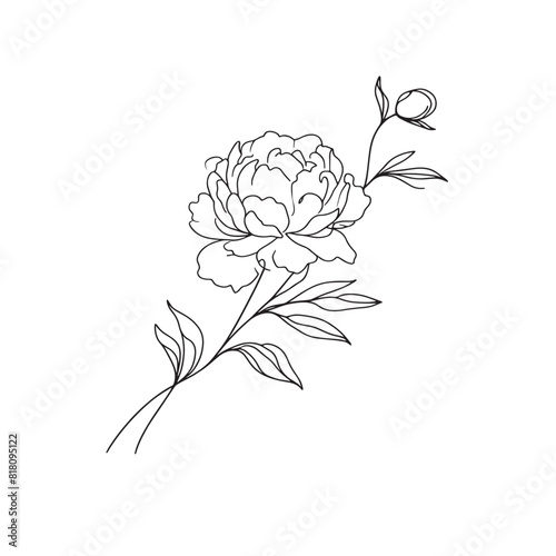 peonies in one line on a white background. botanist flowers. flora aesthetic flowers in one line