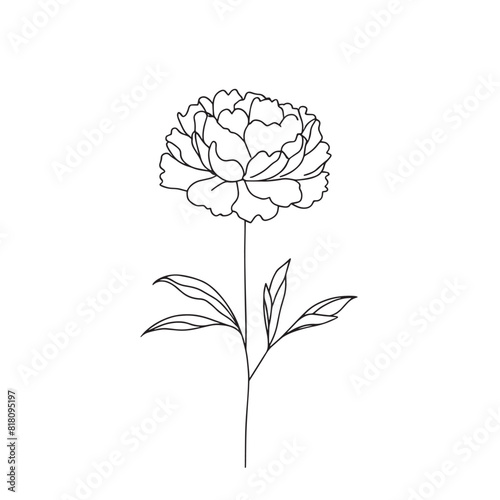 peonies in one line on a white background. botanist flowers. flora aesthetic flowers in one line
