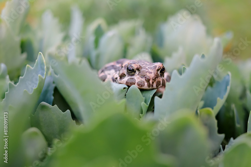 European green toad, bufo viridis, hiding below a green sedum leaves in summer. Amphibian looking with large eye in the camera photo