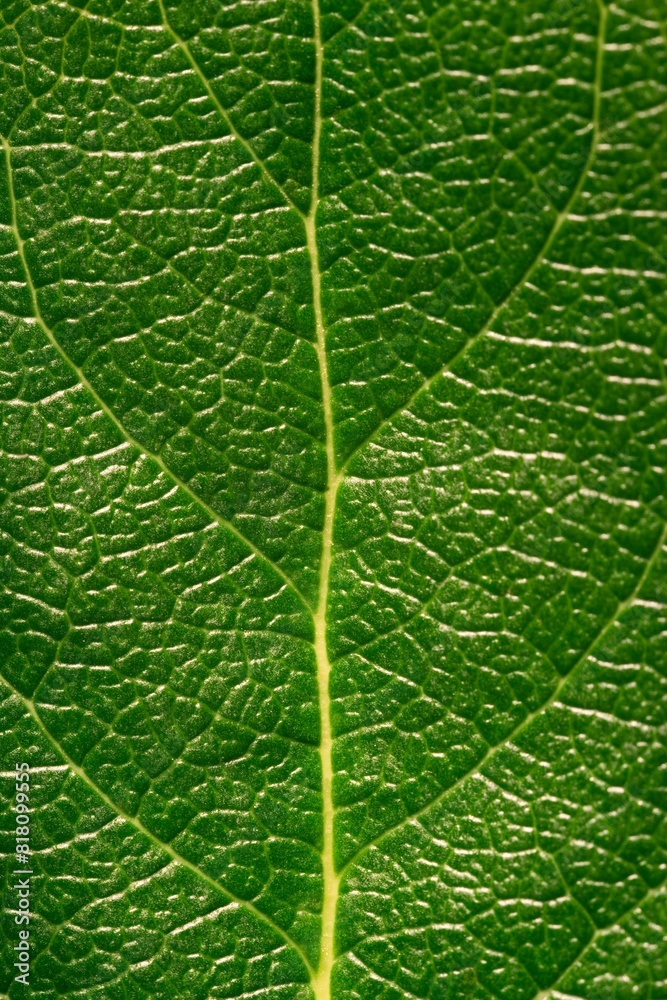 Obraz premium Leaf Detail