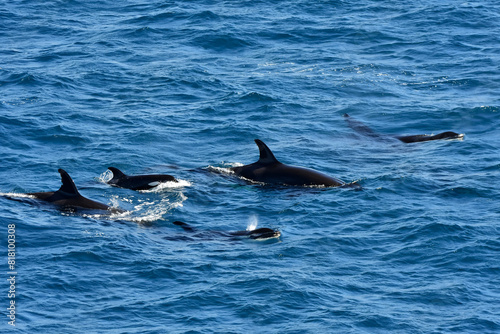 A family of Orca in the ocean wild and free