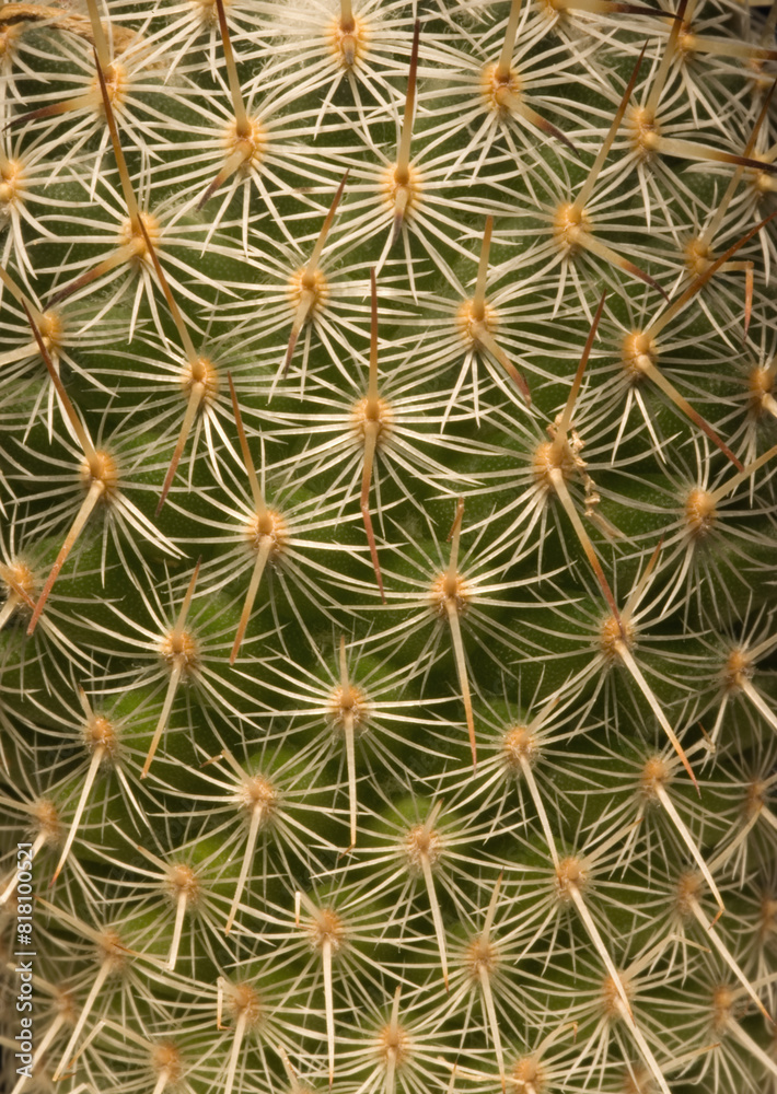 Cactus Close-Up Cactus Close-Up