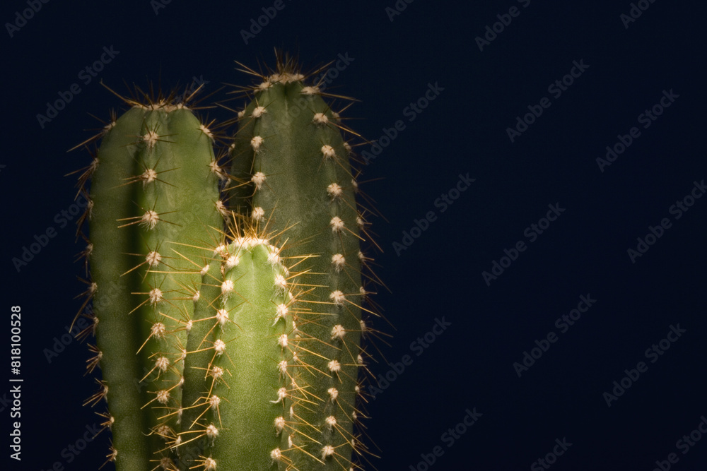 Naklejka premium Cactuses