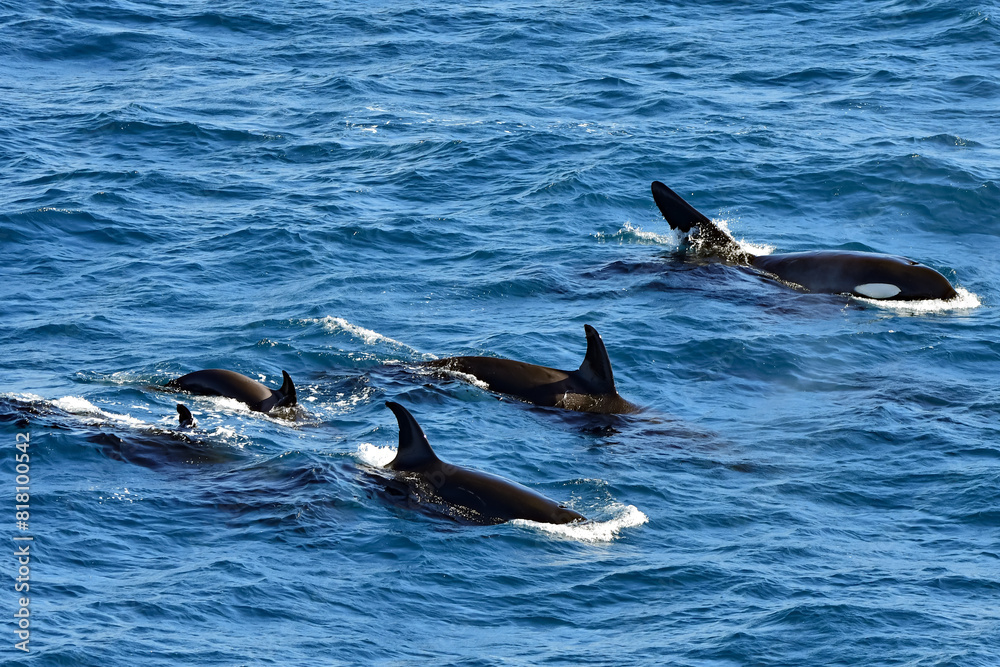 A family of Orca swimming in the ocean