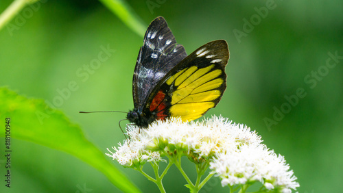 Beautiful butterfly on the Eupatorium perfoliatum (boneset, boneset, agueweed, feverwort, sweating plant) photo