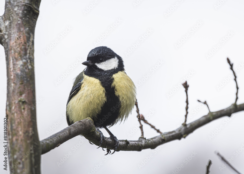 Bogatka, sikora bogatka (Parus major) – gatunek małego, częściowo wędrownego ptaka wróblowego z rodziny sikor (Paridae) Bogatka, sikora bogatka (Parus major) – gatunek małego, częściowo wędrownego ptaka wróblowego z rodziny sikor (Paridae)