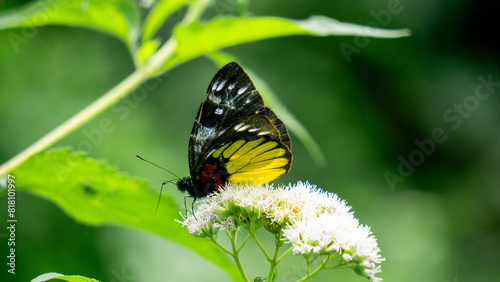 Beautiful butterfly on the Eupatorium perfoliatum (boneset, boneset, agueweed, feverwort, sweating plant) photo