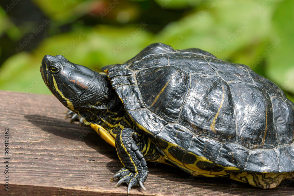 Obraz premium turtle on a tree
