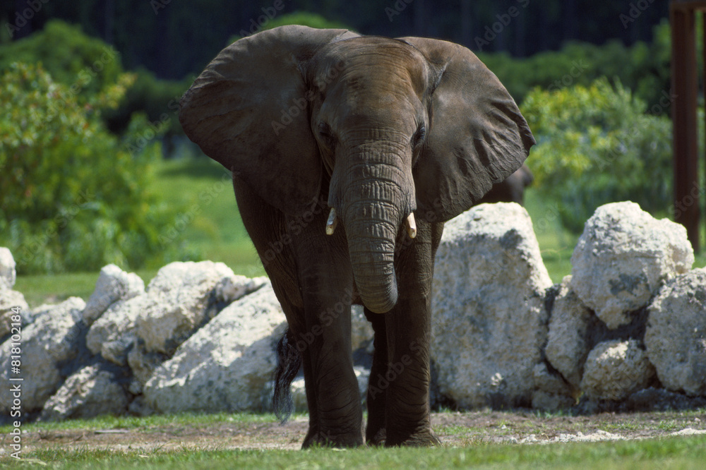 Fototapeta premium Elephant In Motion