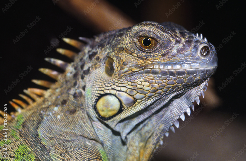 Obraz premium Green Iguana