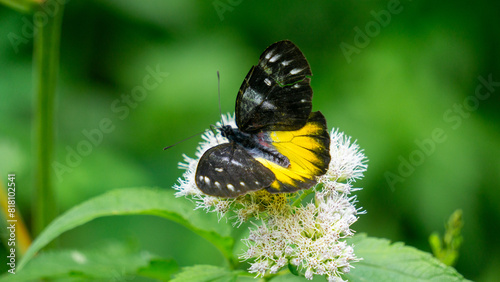 Beautiful butterfly on the Eupatorium perfoliatum (boneset, boneset, agueweed, feverwort, sweating plant) photo