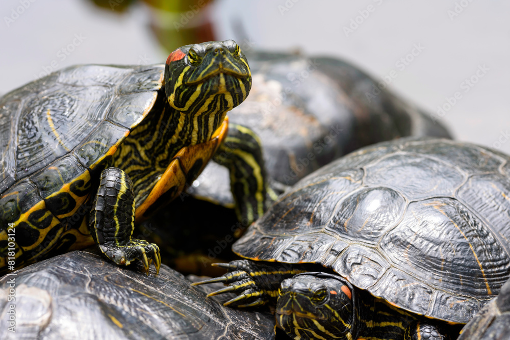 Obraz premium turtle on a tree