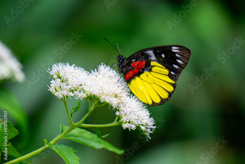 Beautiful butterfly on the Eupatorium perfoliatum (boneset, boneset, agueweed, feverwort, sweating plant) photo