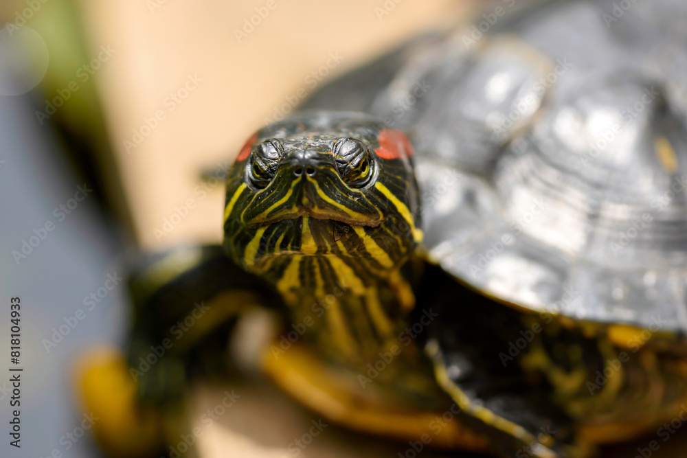 Obraz premium turtle on a tree