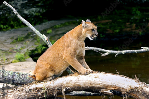 Photography Cougar Scratching Log