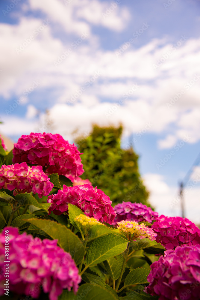 It is the season of pink hydrangea flowers. It is the season of pink hydrangea flowers.