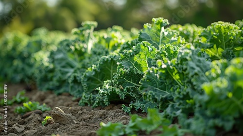 A field of vibrant green kale growing in neat rows.