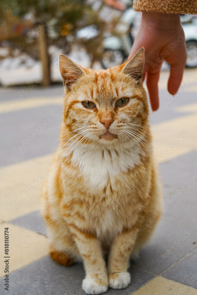 A portrait of homeless sad orange cat, a girl carressing the cat A portrait of homeless sad orange cat, a girl carressing the cat