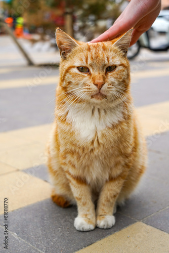 A portrait of homeless sad red cat, a girl carressing the cat photo