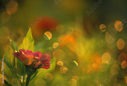 Flower Blossom © Designpics