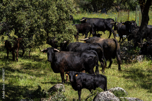 breeding of brave livestock, fighting bulls, near Cala -Sierra de Los Gabrieles-, Huelva, Andalucia, Spain photo