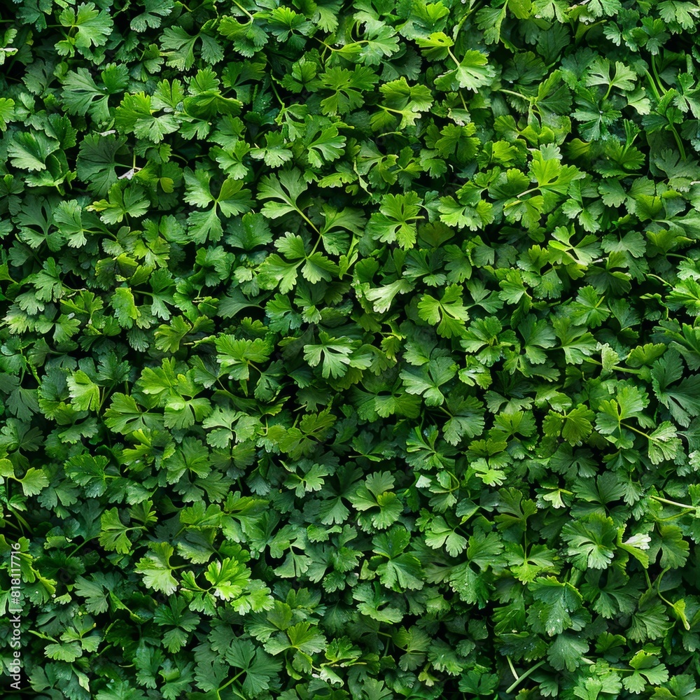Coriander leaves texture background, cilantro leaf pattern, chinese parsley greens banner, spices, seasonings Coriander leaves texture background, cilantro leaf pattern, chinese parsley greens banner, spices, seasonings