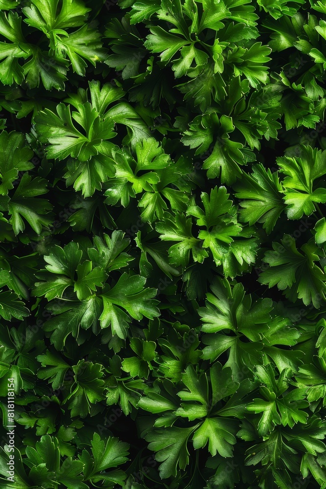 Green parsley texture background, petroselinum crispum leaves pattern, fresh herbal leaves banner Green parsley texture background, petroselinum crispum leaves pattern, fresh herbal leaves banner