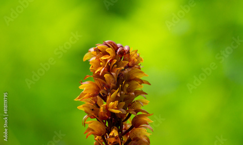 Brown birds nest orchids (Neottia nidus-avis) in the forest. photo