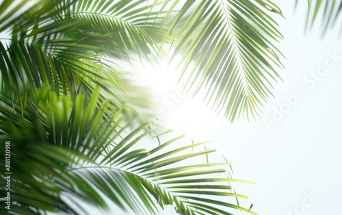 Lush green palm fronds against a clear  bright background.