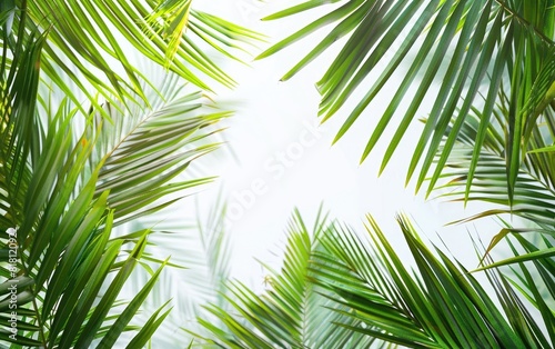 Lush green palm fronds against a clear  bright background.