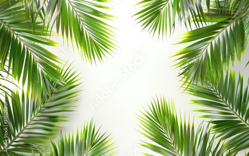 Lush green palm leaves framing a clear white background.