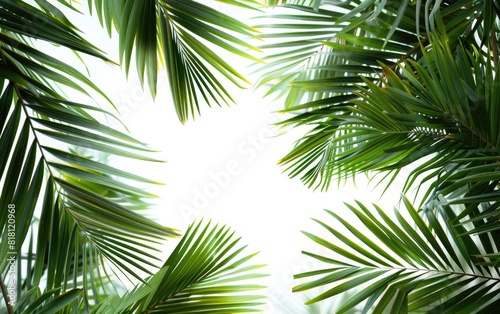 Lush green palm leaves framing a clear white background. © Mark