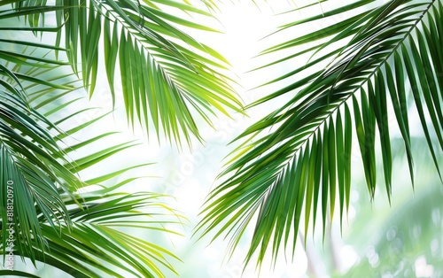 Lush green palm leaves arching elegantly against a bright background.