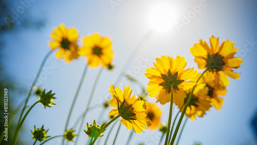 Yellow flowers  Lance-leaved coreopsis  lanceolata or basalis  are blooming towards the sun like sunflowers