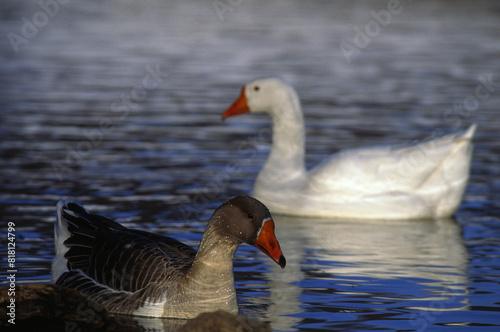 Pair Of Snowgeese photo