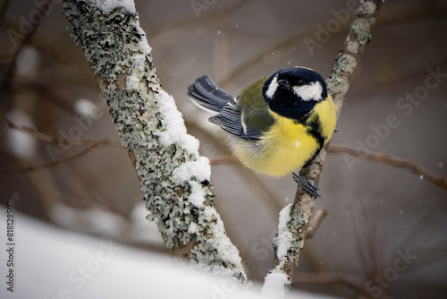 Great Tit perched on a branch: