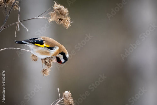 Goldfinch feeding on thistle