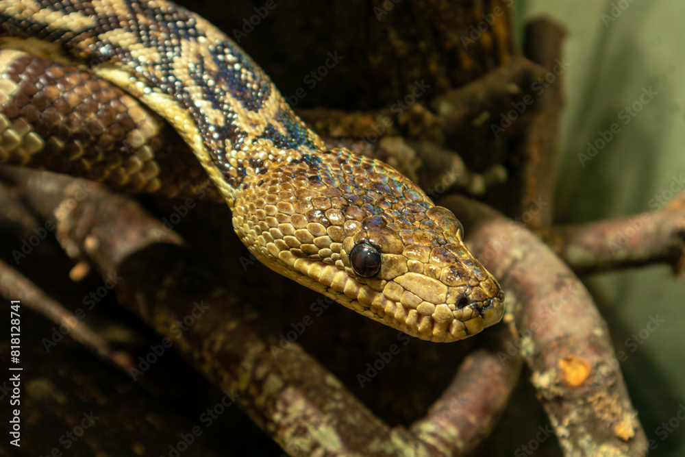 Fototapeta premium snake in the garden