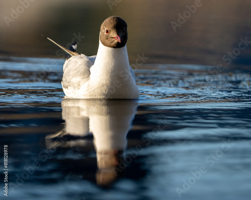 Black-Headed Gull swimming in a pond